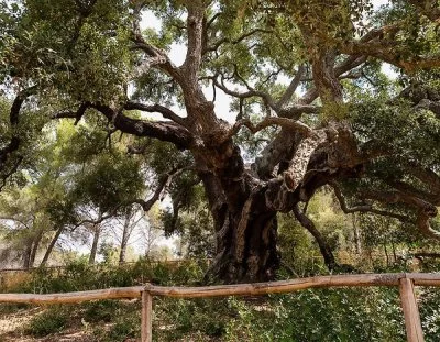 Immagine principale di Vini Daino