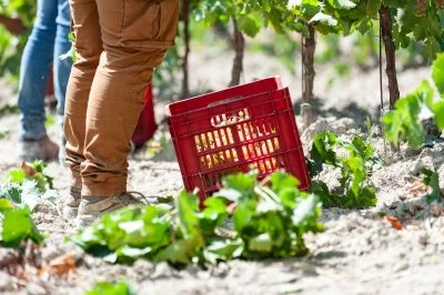 Immagine principale di Patrì