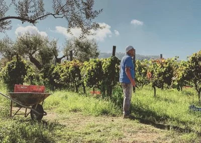 Immagine principale di Soprano di Sindaro