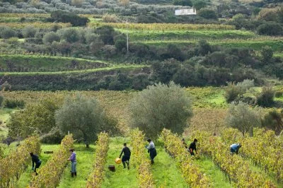 Immagine principale di Graci