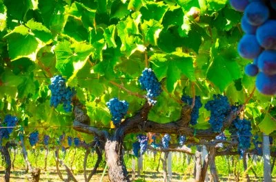 Immagine principale di Nuzzella