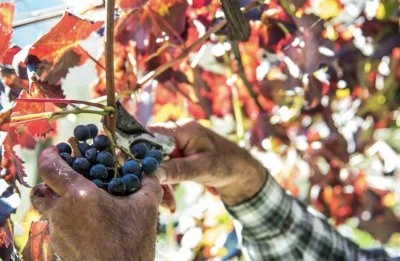 Imagen principal de Cantine Apicella (Costa de Amalfi)