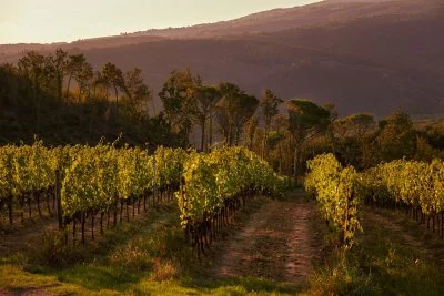 Hauptbild von Tenuta San Vito (Valdarno, Hügel von Florenz, Val d'Elsa)