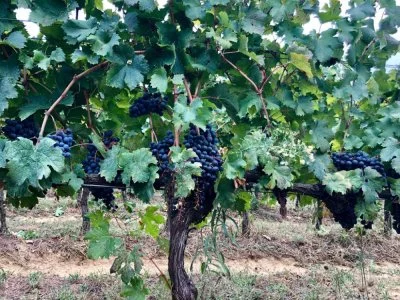 Hauptbild von I Balzini Winery (Chianti, Chianti Classico)