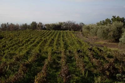 Immagine principale di Podere Dell'Etna Segreta (Etna)