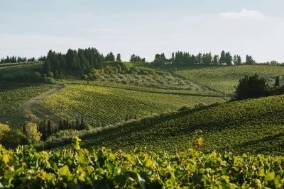 Hauptbild von Terre del Bruno (Chianti, Hügel von Florenz)