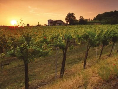 Immagine principale di Azienda Agricola Vigna Dorata (Franciacorta)