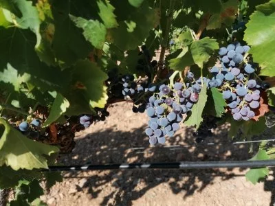 Immagine principale di Azienda Vitivinicola Lecis (Parteolla)