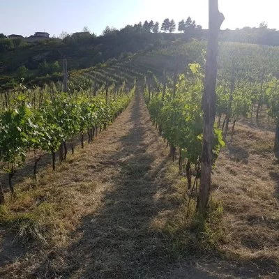 Imagen principal de Cantine Alma (Langhe, Monferrato, Alta Langa)