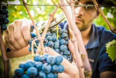 Main image of Cantina Castelvecchi (Chianti, Chianti Classico)