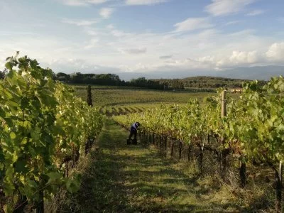Hauptbild von Fattoria Betti (Montalbano)