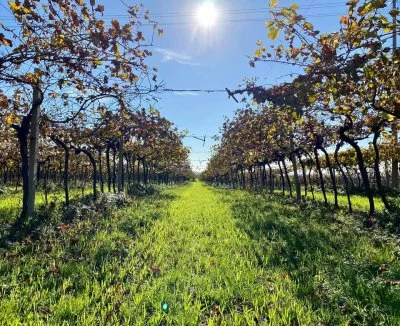 Main image of Azienda Agricola Marco Mosconi (Valpolicella, Amarone, Soave)