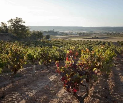 Imagen principal de Dominio del Pidio (Ribera del Duero)