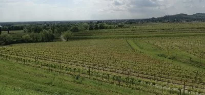 Immagine principale di Azienda Cantarutti Alfieri (Colli Orientali, Friuli Grave)