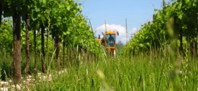 Image principale de Azienda Cantarutti Alfieri (Colli Orientali, Friuli Grave)