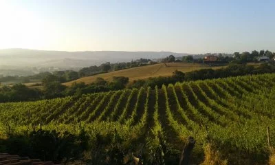 Image principale de Podere Casina Produttori di Morellino di Scansano (Maremma, Morellino)