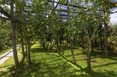 Immagine principale di Agriturismo Il Convento (Sorrento)