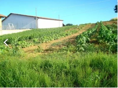 Image principale de Bogge Wine (Monferrato)