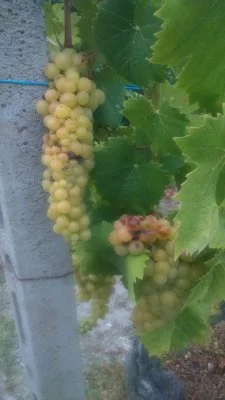 Immagine principale di CA ED CUREN (Langhe, Moscato d'Asti, Alta Langa, Colline Astigiane)