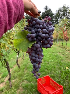 Immagine principale di Azienda Agricola Le Masche (Canavese)