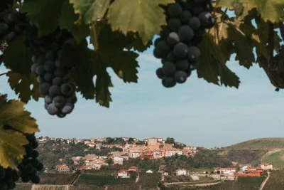 Immagine principale di Tonino Marchisio Winery (Langhe, Roero)