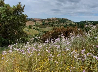 Immagine principale di VITIVINICOLA AMAR Società Agricola (Mandrolisai)