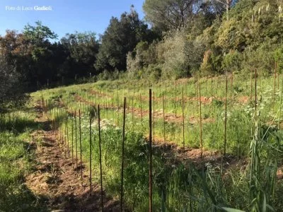 Hauptbild von Poggio al Grillo