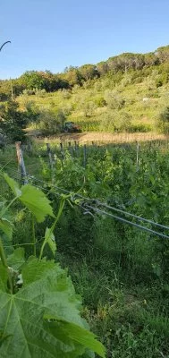 Imagen principal de Poggio al Grillo