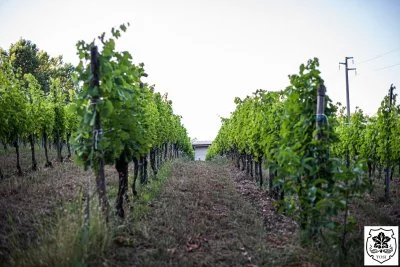 Main image of AZIENDA AGRICOLA TOSI (Oltrepò Pavese)
