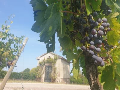 Immagine principale di POGGIO delle Grazie (Lago di Garda, Chiaretto, Bardolino)