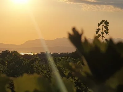Hauptbild von POGGIO delle Grazie (Gardasee, Chiaretto, Bardolino)