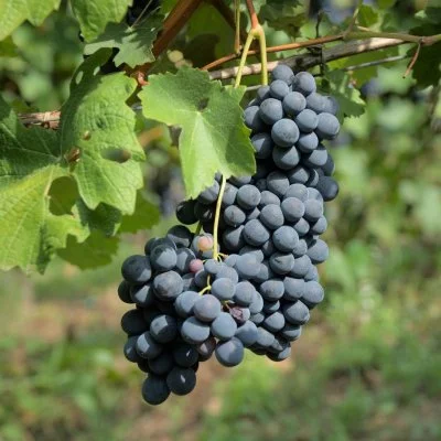 Main image of Panizzari società agricola (San Colombano al Lambro)