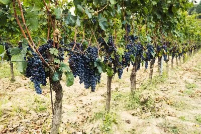 Main image of Inserrata Organic Farm (Chianti, Valdarno)