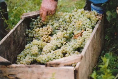 Main image of Cantina del Colonna