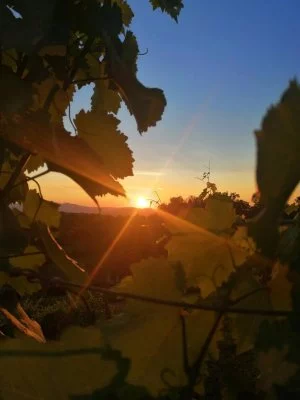 Imagen principal de Arret Wines (Posavje)