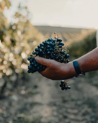 Main image of Quinta da Almiara (Torres Vedras, Lourinhã, Lisboa)