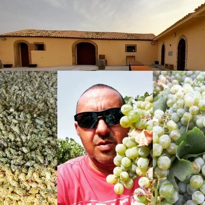 Hauptbild von catalano viticoltori