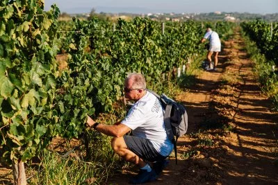 Immagine principale di Cabrita Wines (Algarve)