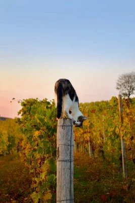 Image principale de Lonati Winery | Rocca delle Langhe (Langhe, Moscato d'Asti, Alta Langa, Collines d'Asti)