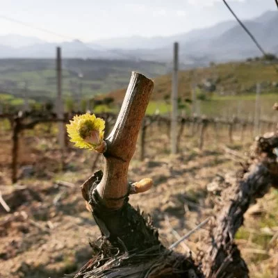 Image principale de Cantina Rizzo