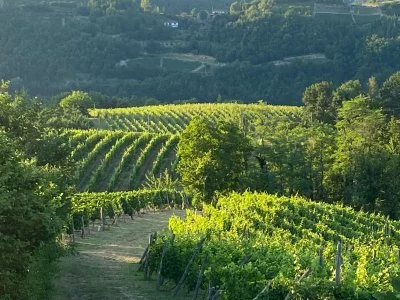 Imagen principal de TENUTA ANTICA (Langhe, Moscato d'Asti, Alta Langa, Colinas de Asti)