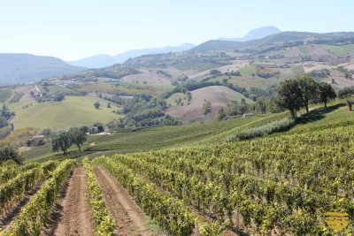 Immagine principale di Vignedileo (Verdicchio, Castelli di Jesi, Vallesina)