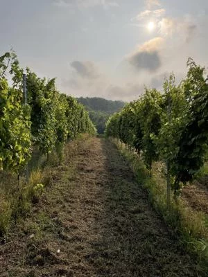 Image principale de LA PALERA (Erbaluce, Canavese)