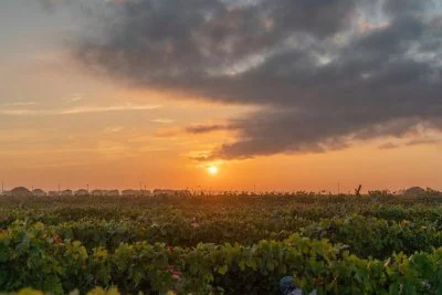 Immagine principale di De Quarto Vitivinicoltori (Primitivo di Manduria, Salento)