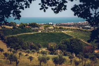 Hauptbild von Azienda Agricola MAZZOLA di Giobbi Manuel (Verdicchio, Morro d'Alba)