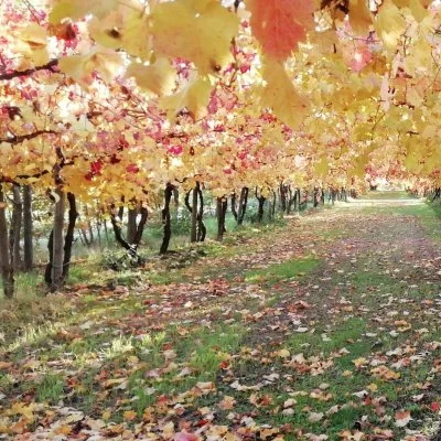 Immagine principale di Podere Beghetto (Lambrusco, Food Valley)