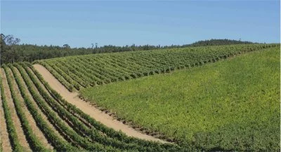 Image principale de Quinta das Arcas (Vinho Verde)