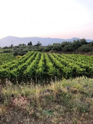 Immagine principale di Tenute Moganazzi (Etna)