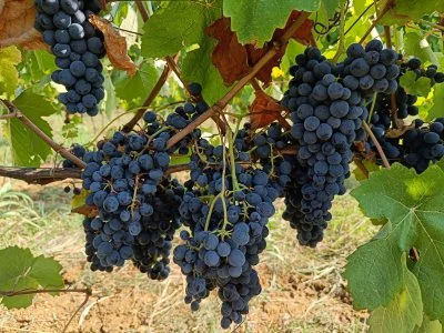 Imagen principal de Tère Rüse (Langhe, Monferrato, Moscato d'Asti, Alta Langa, Colinas de Asti)