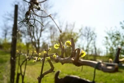 Hauptbild von Fabio ''Spok'' Elleri (Romagna)
